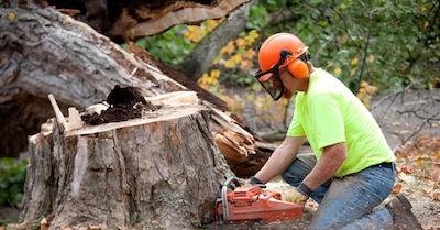 stump removal in Toledo, OH