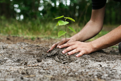 tree planting in Toledo, OH
