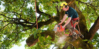 tree trimming in Toledo, OH